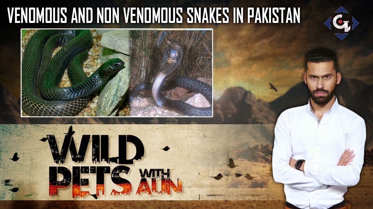 Venomous and Non Venomous Snakes in Pakistan | Wild Pets with Aun 4th August 2019