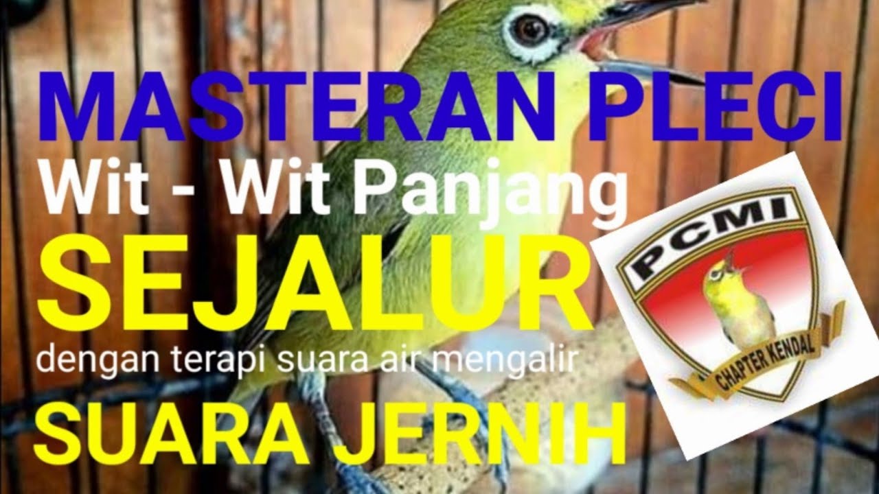 Jos Masteran Pleci Nembak Wit-Wit Sejalur Dengan Terapi Suara Air Mengalir di alam