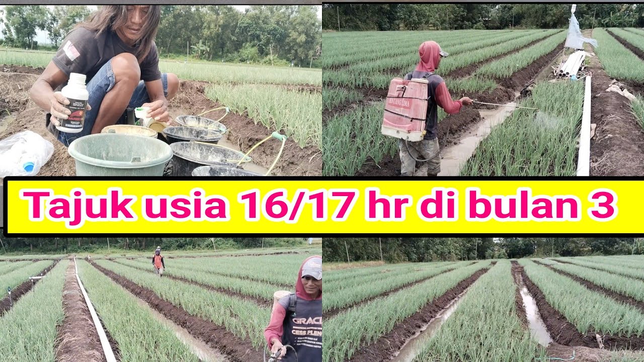 Penyepreian bawang merah tajuk usia 16/17 hari