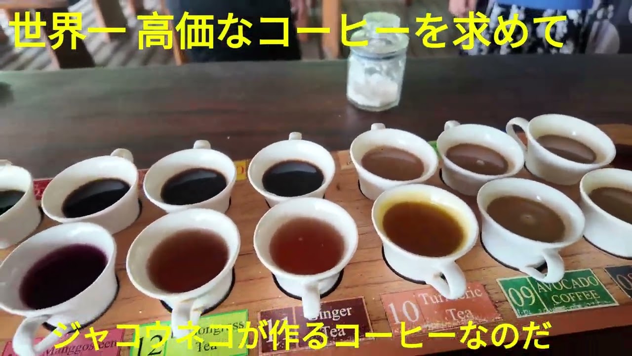 【バリ観光】世界一高価なコーヒーを求めて ジャコウネコ珈琲