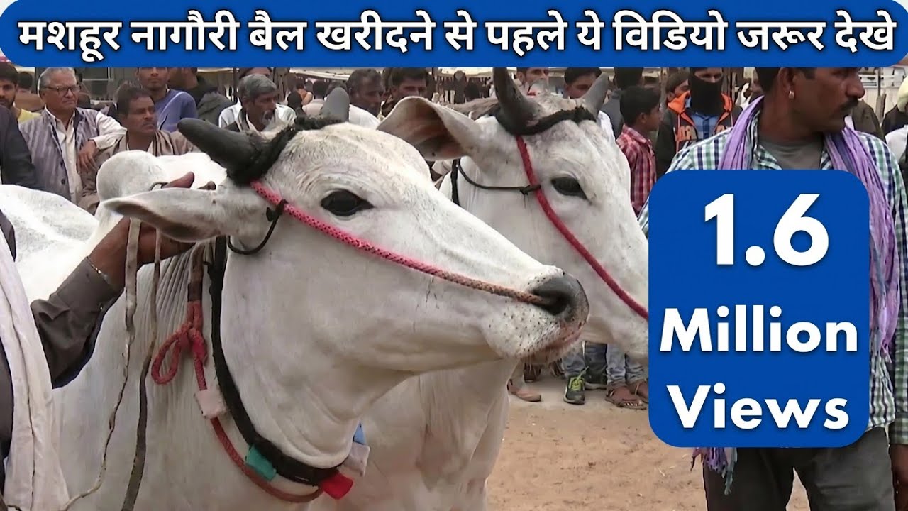 नागौरी बैल की कीमत सुने खरीददारों से Nagauri Ox Market Price In Nagaur Mela 2019 बैल बाज़ार ox Video