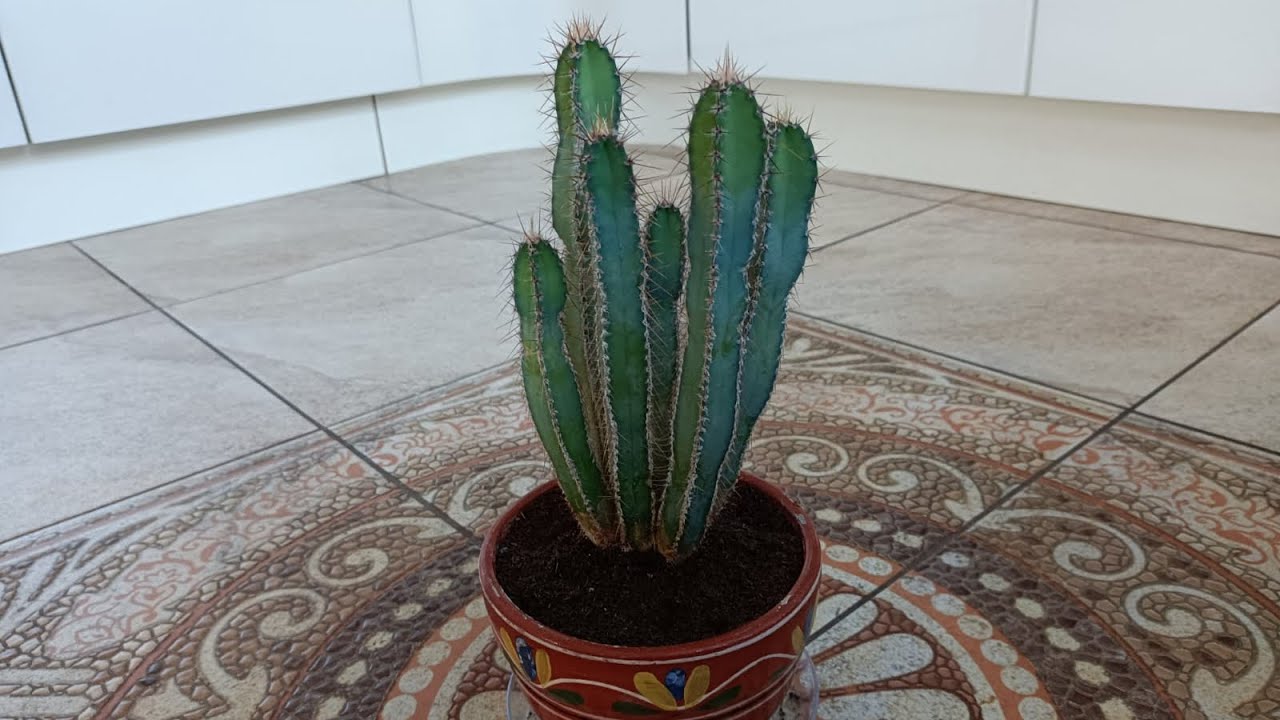 ЦЕРЕУС ПЕРУАНСКИЙ. ПЕРЕСАДКА И УХОД В ДОМАШНИХ УСЛОВИЯХ