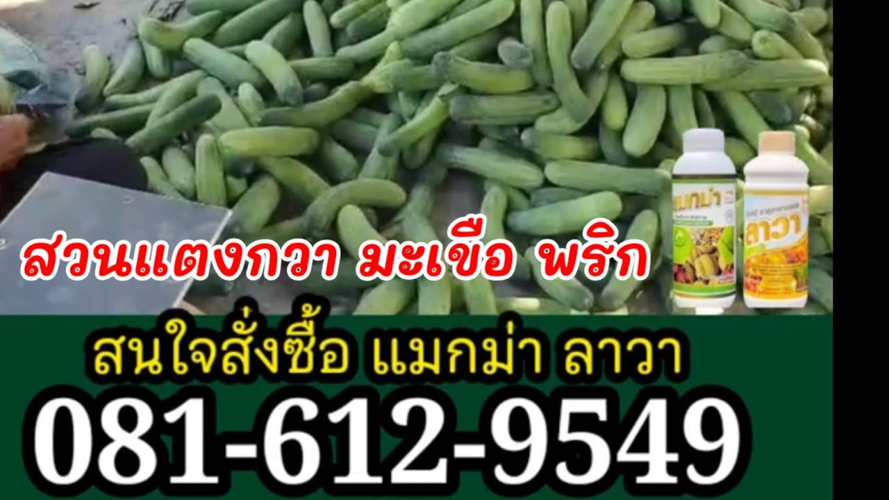 เคล็ดไม่ลับ ที่ชาวสวนมะเขือบอกมา ปีแรกให้ผลดีมาก ลูกดก ลูกโต ขายได้ราคา ใช้คู่นี้เลย #แมกม่าลาวา