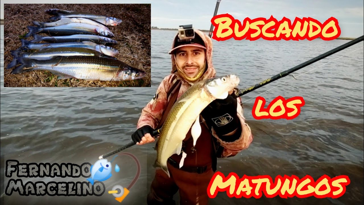 Buscando los Matungos
