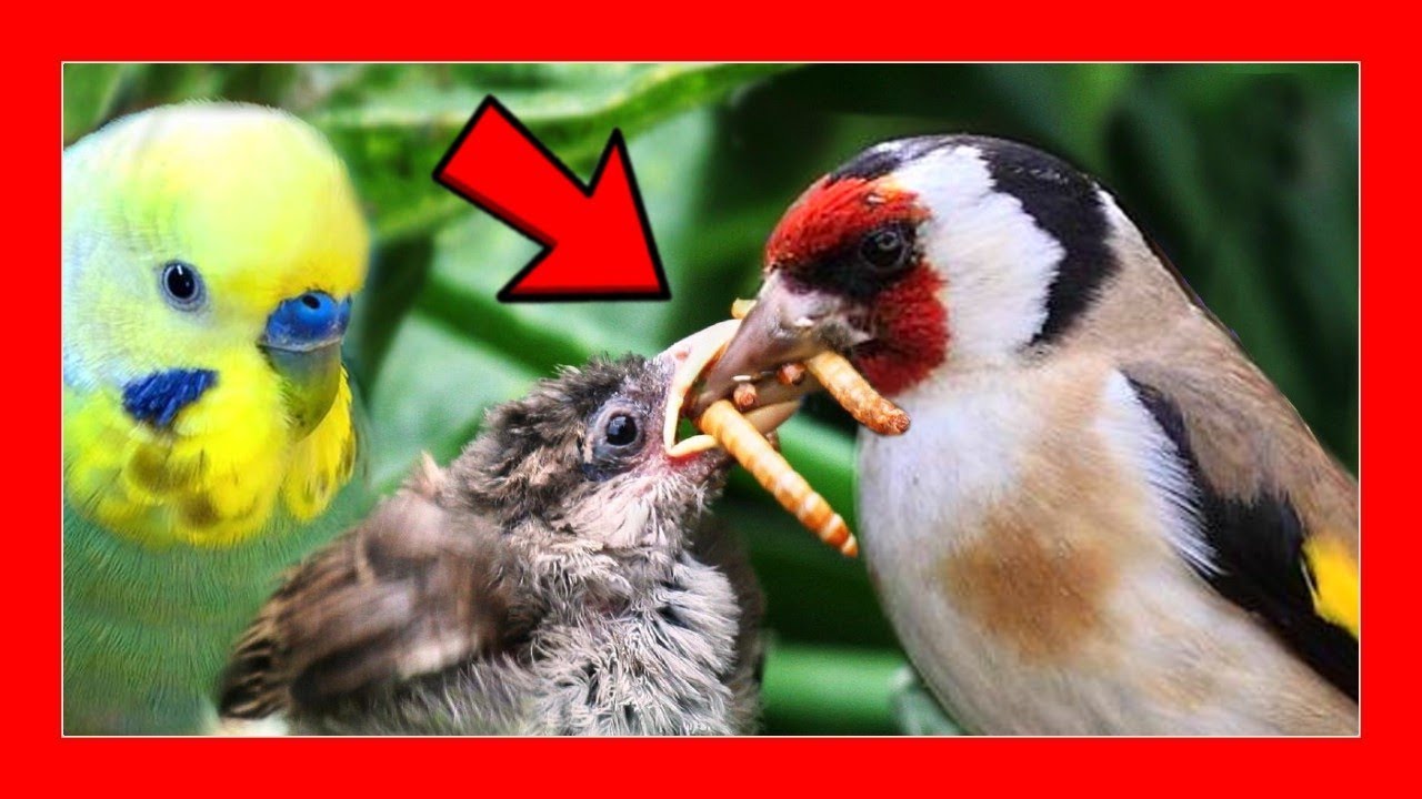 ✅ GUSANOS e INSECTOS para AVES | Comida para P&aacute;jaros