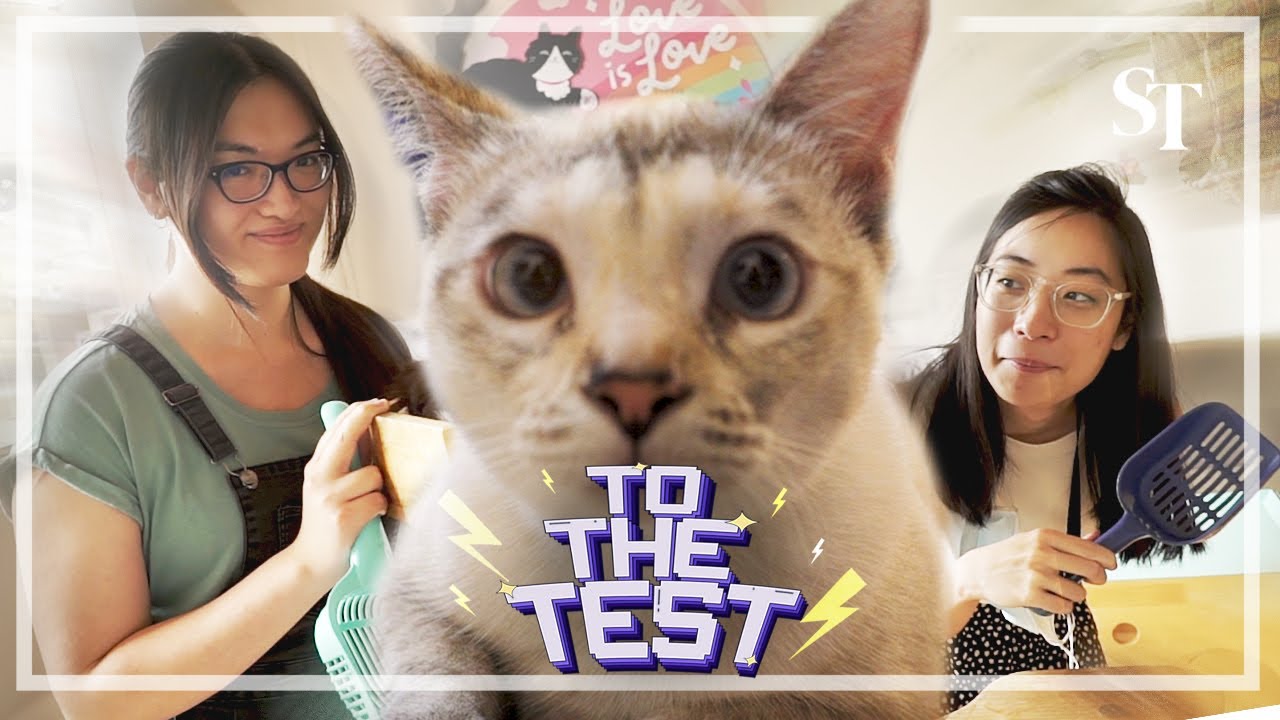 Can these cat litter boxes cut down on cleaning? | To The Test | Ep6