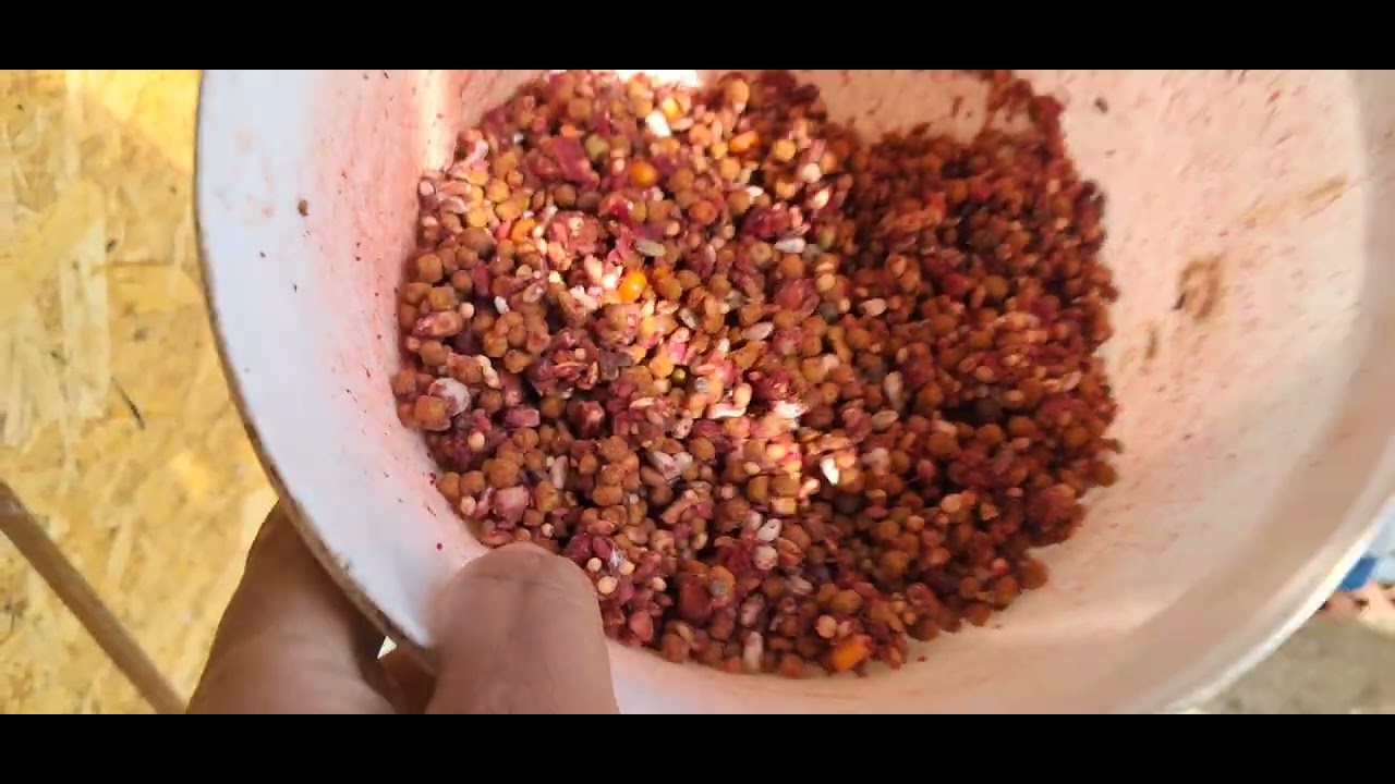 هجوم الشاهين مباشرة بعد خروج الحمام 🦅🦅🦅🤯🤯🤯🤯