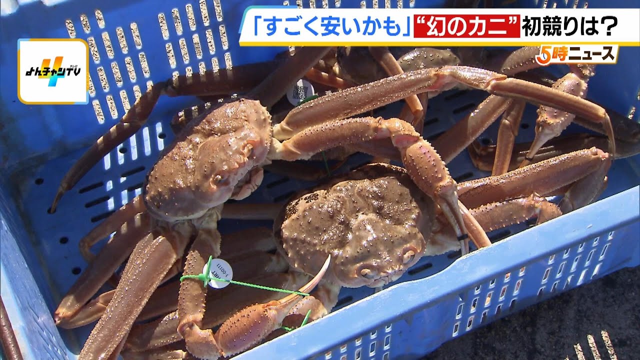 ４月に産地偽装『間人ガニ』　事件後初の競りで「１箱８５万円」の高値　漁船名などを追跡する&ldquo;タグ&rdquo;導入で偽装防止　京都・間人漁港（2024年11月11日）