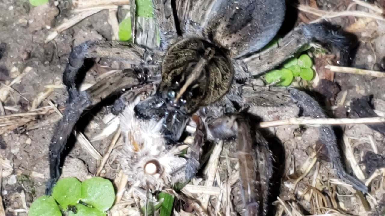 HAND FEEDING!!!! GIANT WOLF SPIDER (Hogna Carolinensis)