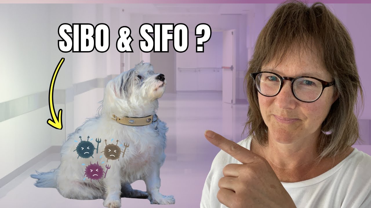 SIBO & SIFO – Auch Hunde können betroffen sein!