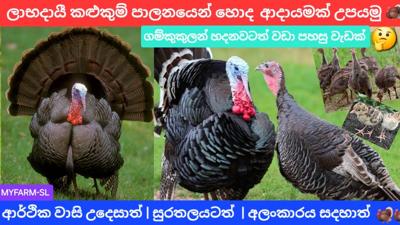 ලාබදායි කළුකුම් පාලනය | poultry farming with turkeys | poultry farm srilanka 🦃