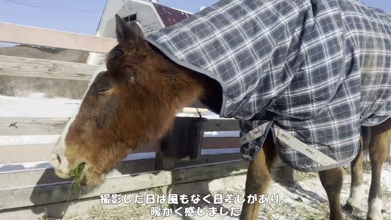 生牧草を夢中で食べてなかなか顔をあげないメイショウドトウ