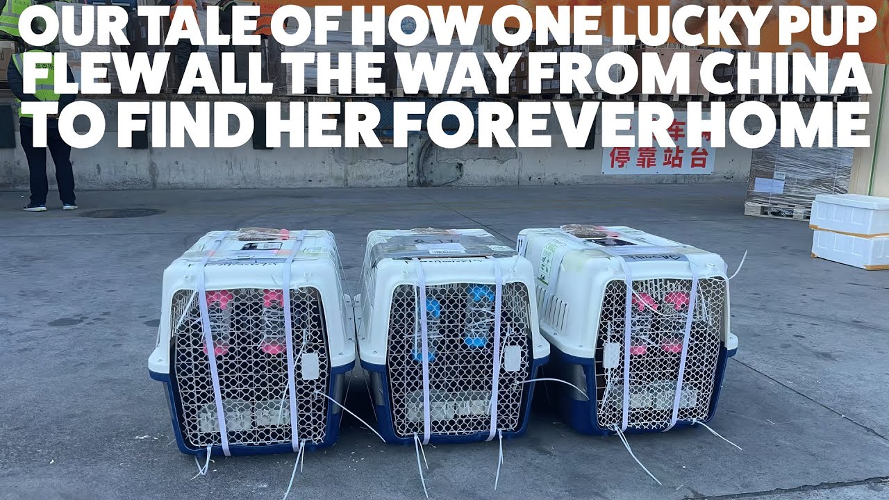 Our tale of how one lucky pup flew all the way from China to find her forever home