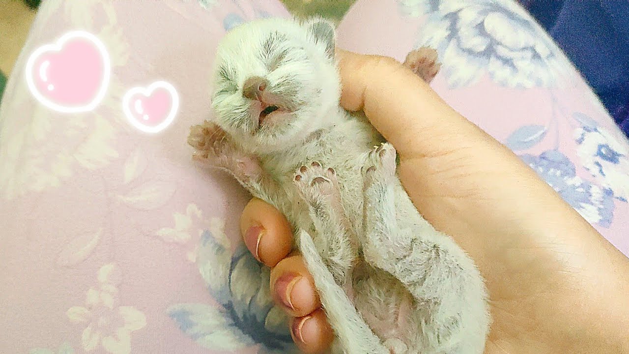 طريقتي في القضاء على براغيث القطط الصغيرة تحت عمر الشهر 😺