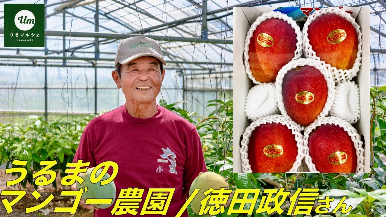 マンゴー農家・徳田政信さん【うるマルシェの生産者さん】【沖縄｜うるま市】