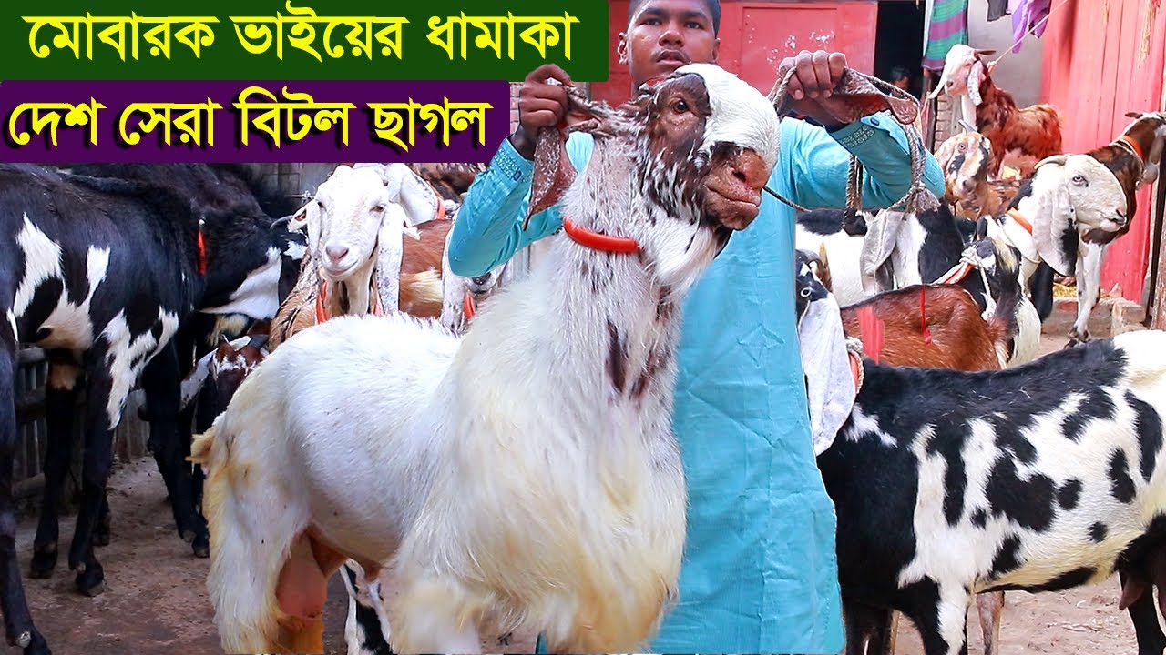 মোবারক ভাইয়ের ধামাকা দেশ সেরা বিটল ছাগল goat farm