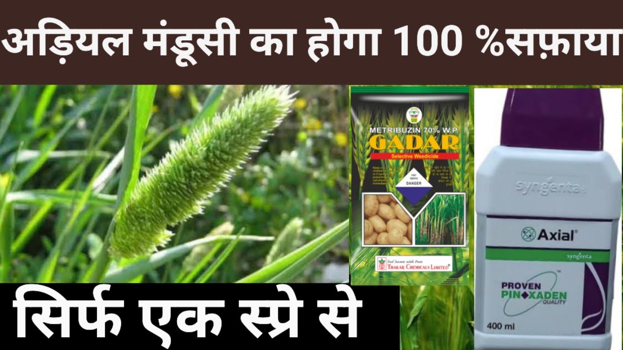गेहूं में जिद्दी अड़ियल मंडूसी का होगा 100 % सफ़ाया||Axial syngenta||felris miner control in wheat