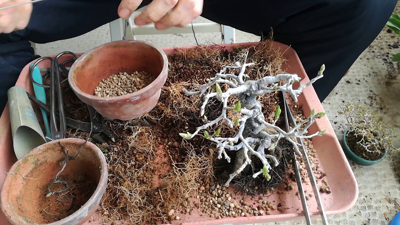ロウヤガキ１号（植え替え）_Diospyros rhombifolia（No.1）Transplant_Mar2020_BONSAI盆栽