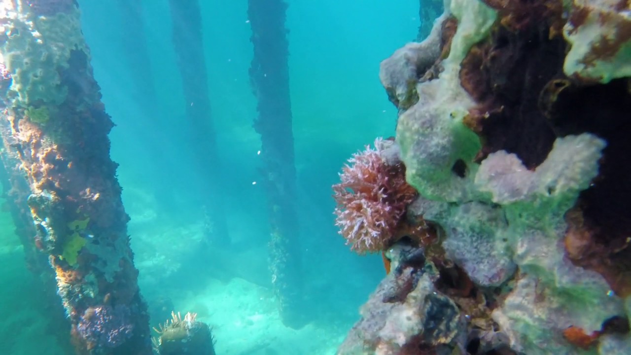 Busselton Jetty - Snorkelling in HD