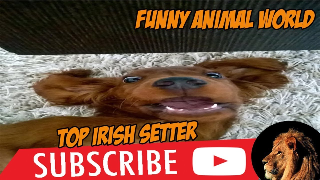 Top #1 Funniest Irish Setter Videos