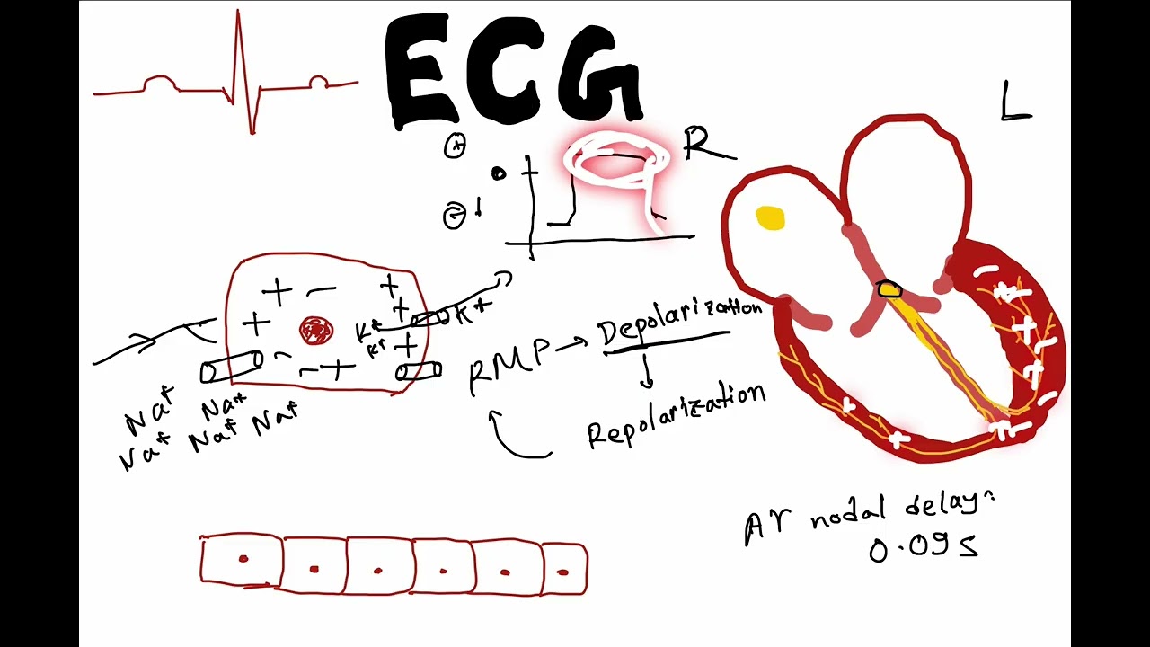 ECG in Bangla: Part 1 (Introduction to the electrical activity of the heart)