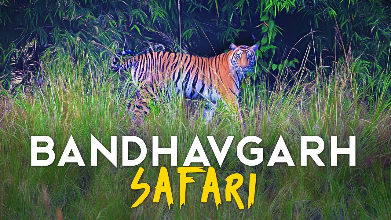 EP 01 - Magadhi Zone Safari - Bandhavgarh Tiger Reserve - 4K Video