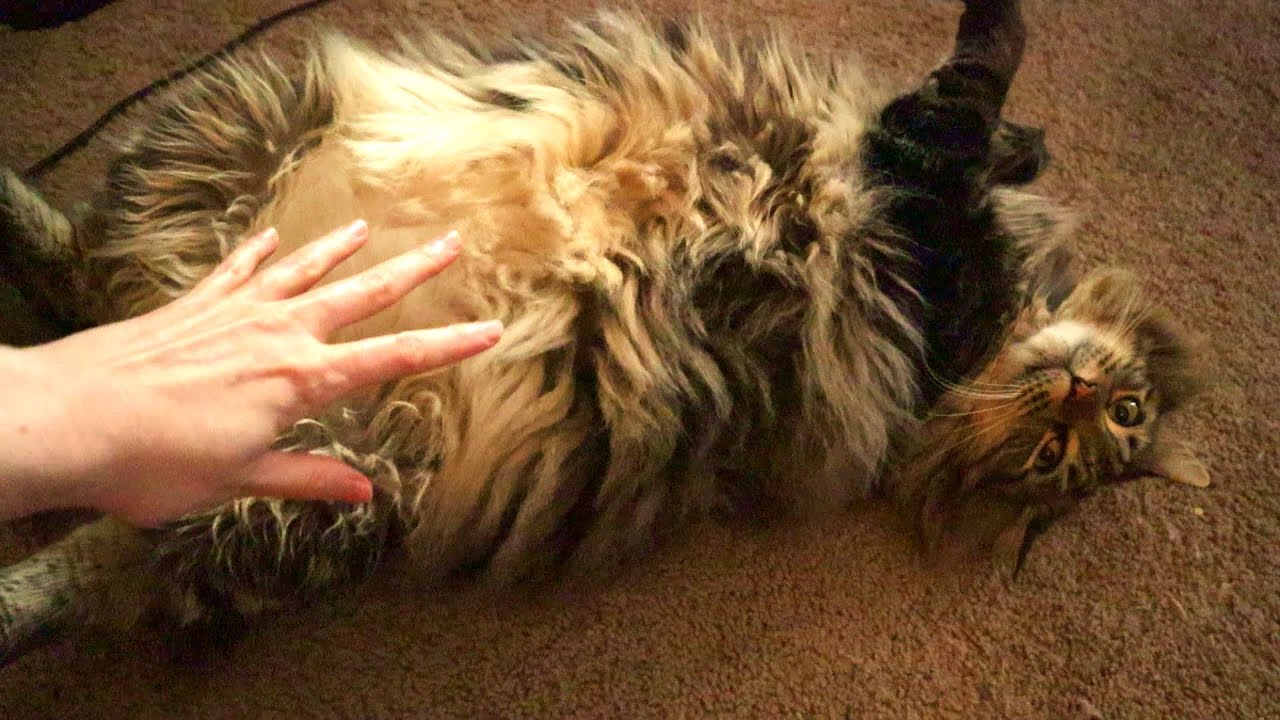Floofy Fat Cat Loves Belly Rubs