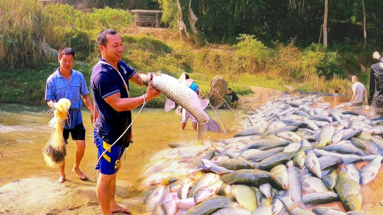 Ngày hội bắt cá sông của dân làng, sinh tồn trong rừng, bushcraft survival | Người Vùng Cao