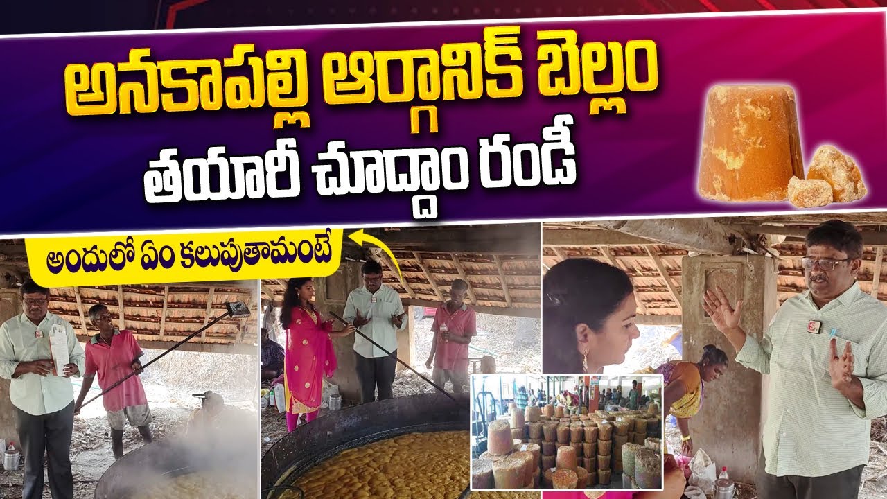 Anakapalli Jaggery Making Process | Making Of Organic  Bellam | Natural Jaggery