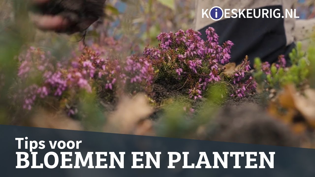 Tips voor de mooiste bloemen en planten