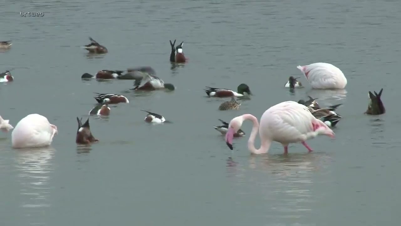 Gülseren Göleti flamingolarla pembe tabloya dönüştü
