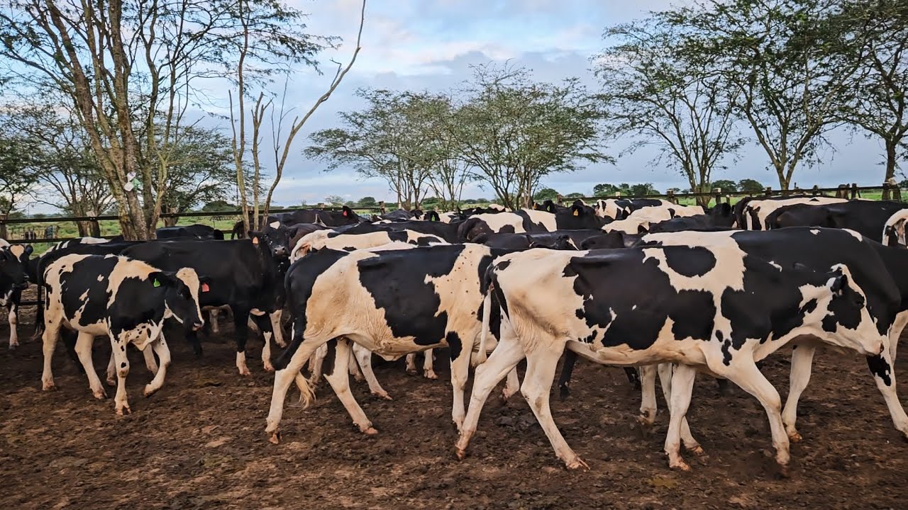 MAIS DE 50 NOVILHAS PRENHAS A PARTIR DE 4 MESES - FAZENDA Z&Eacute; DE DANDA!