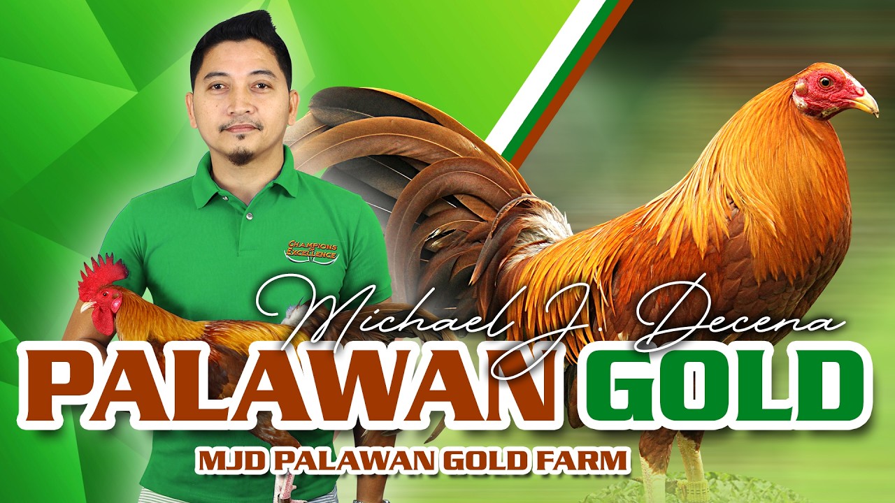 FARM VISIT: PALAWAN GOLD GF of Mr. MIKE DECENA