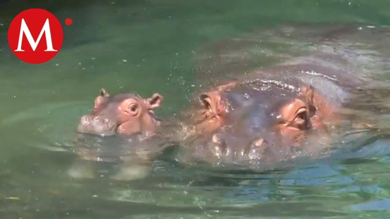 Hipopótamo bebé se roba las miradas en el Zoológico Guadalajara