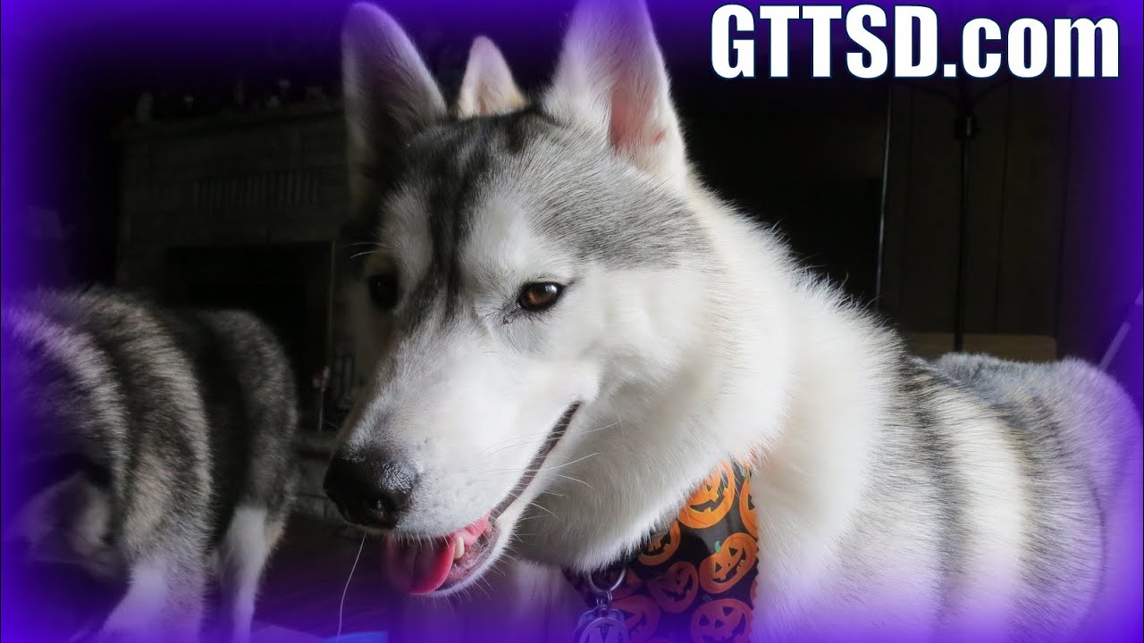WOLF HYBRID PUPPY? | Fan Friday 175