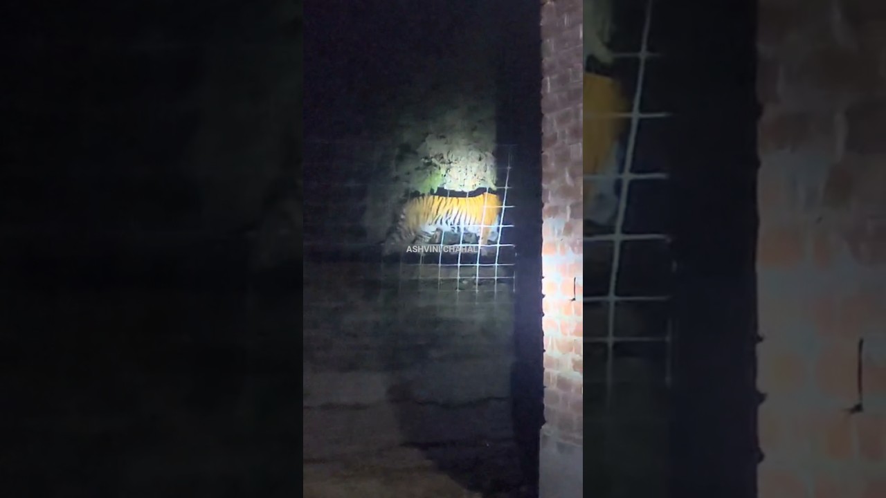 Fencing के बाहर Tiger - 8 | Jungle Verse Homestay - Kishanpur 