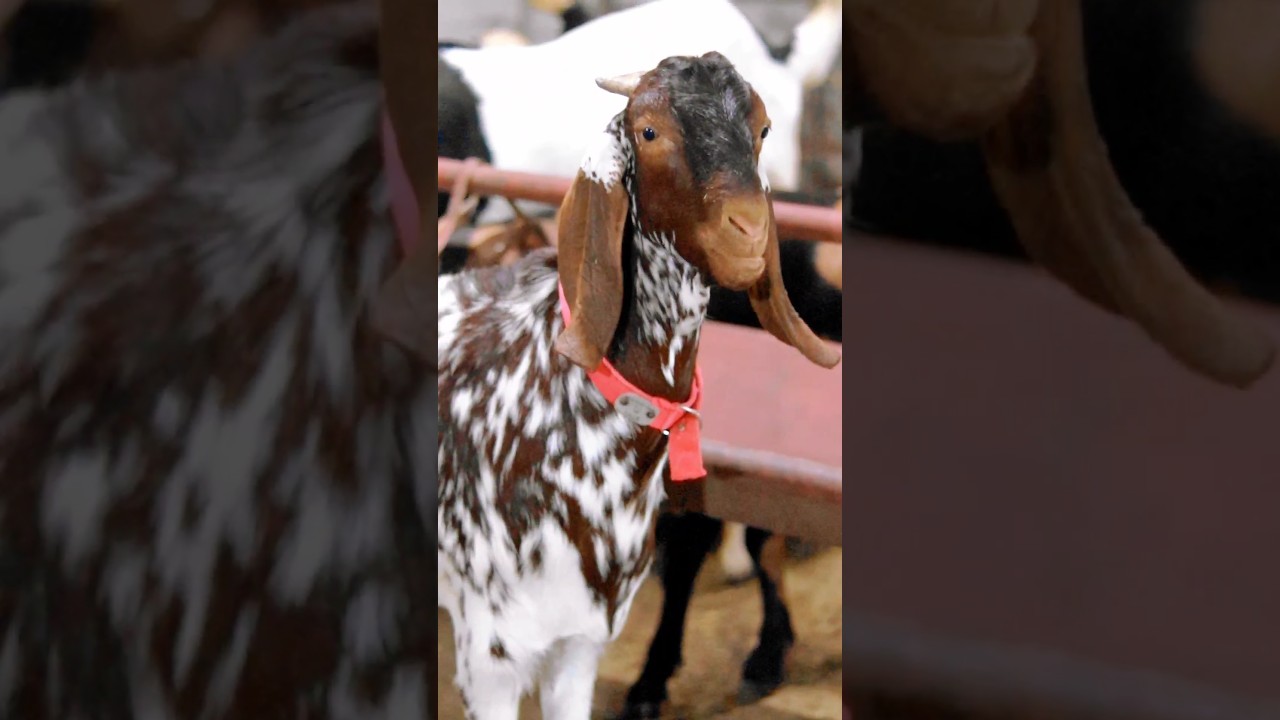 Khassi Bakra ya Andu? ❤️ #bakraeid #bakraeid2024 #bakraeidspecial #bakra #goats #trending #biggoats