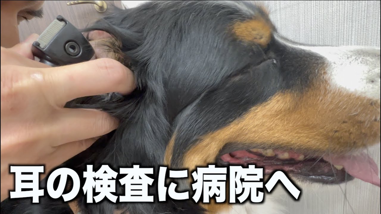 病院が嫌いなアデちゃん！頑張りました！