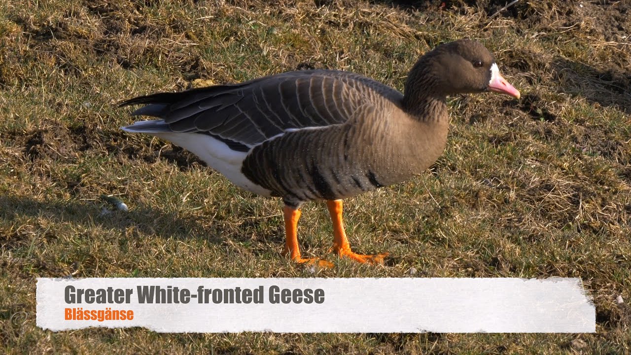Greater White-fronted Geese (Anser albifrons) / Blässgänse