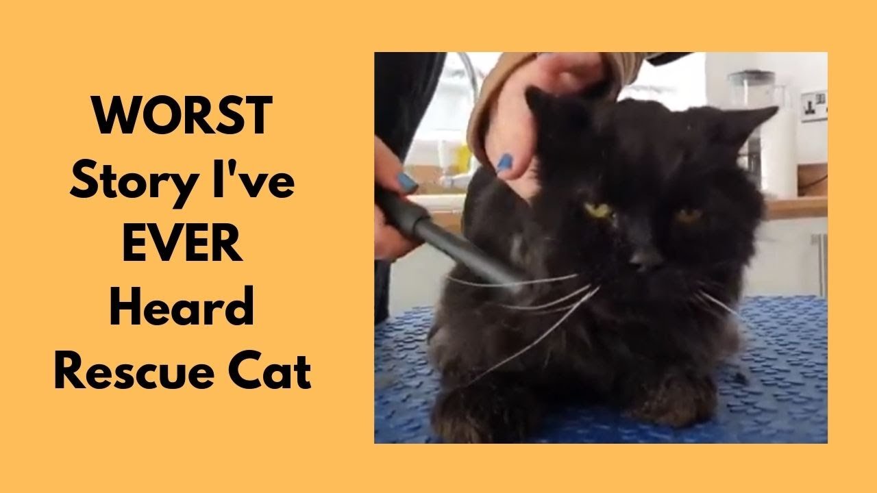 WORST Story I've EVER Heard | Rescue Cat | Matted Cat Groom