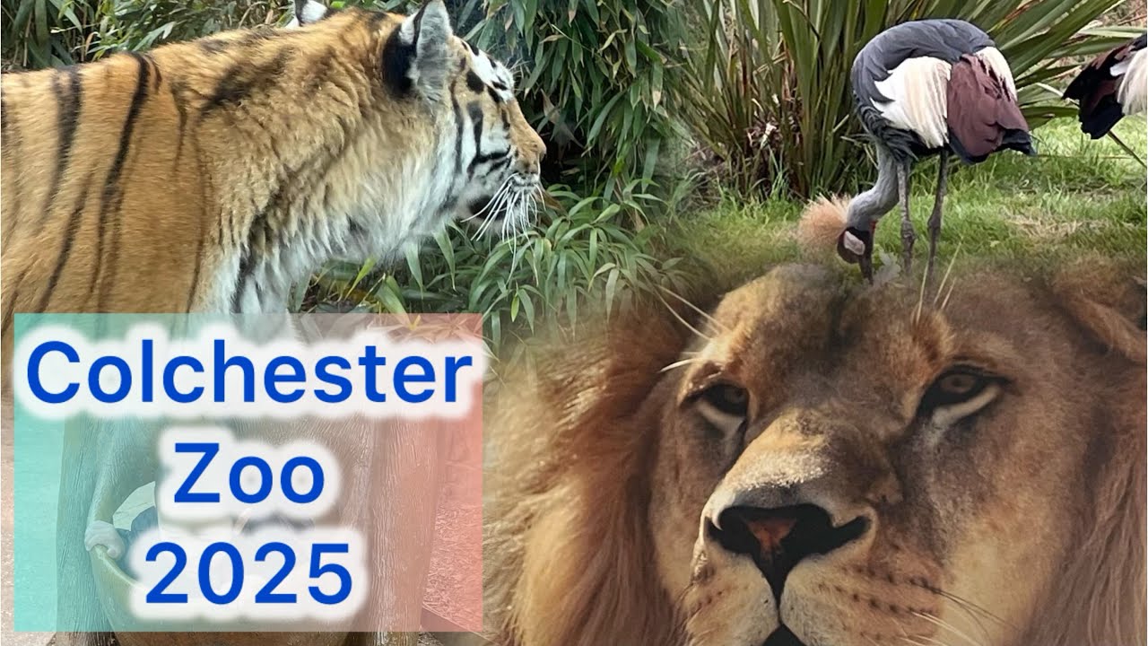 Colchester Zoo 2025
