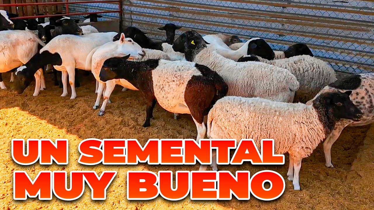 ESTE BORREGO DA MEJORES CRIAS | Rancho Cinco Talentos