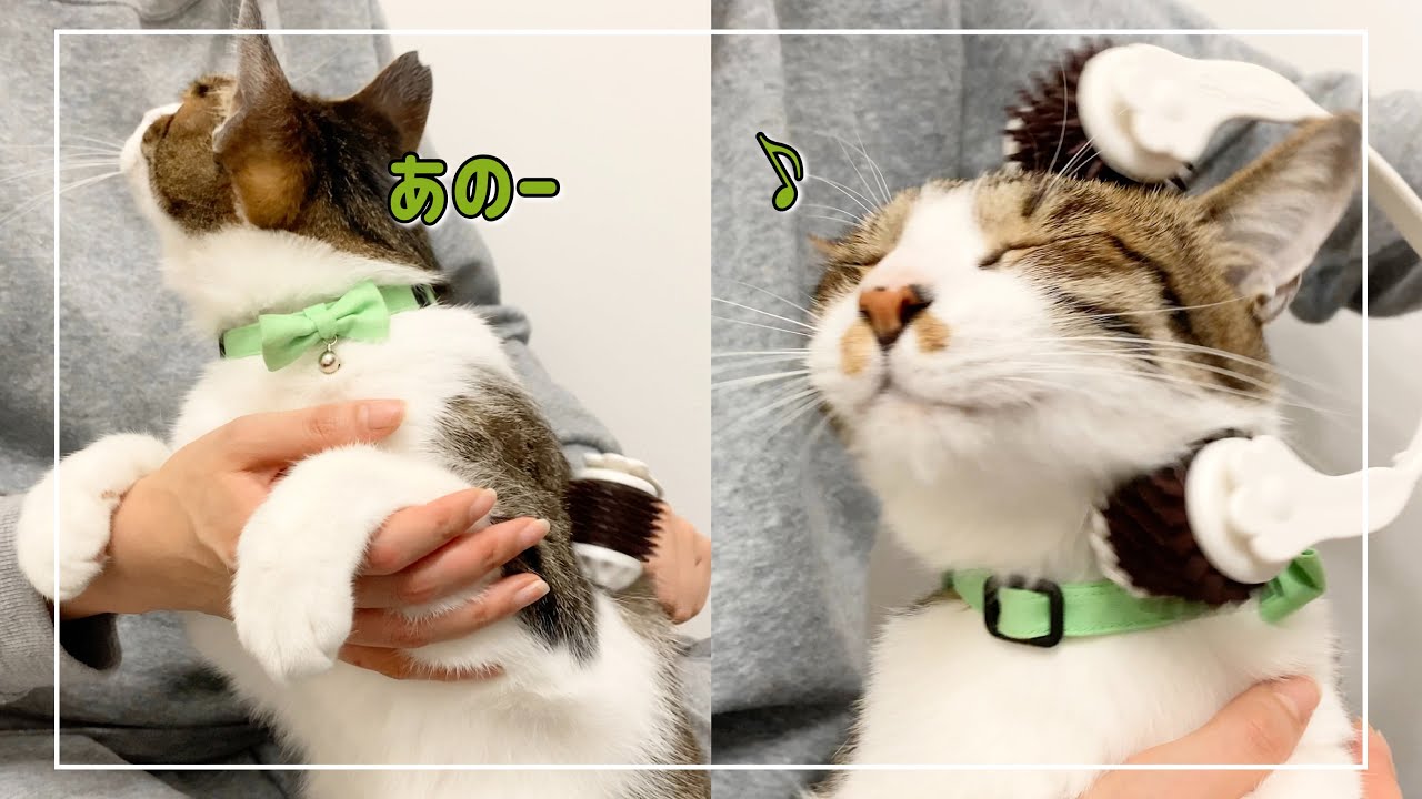 キジ白猫がマッサージでうっとりゴロゴロ言いつつもこだわりがあるようです。笑【4K猫動画】