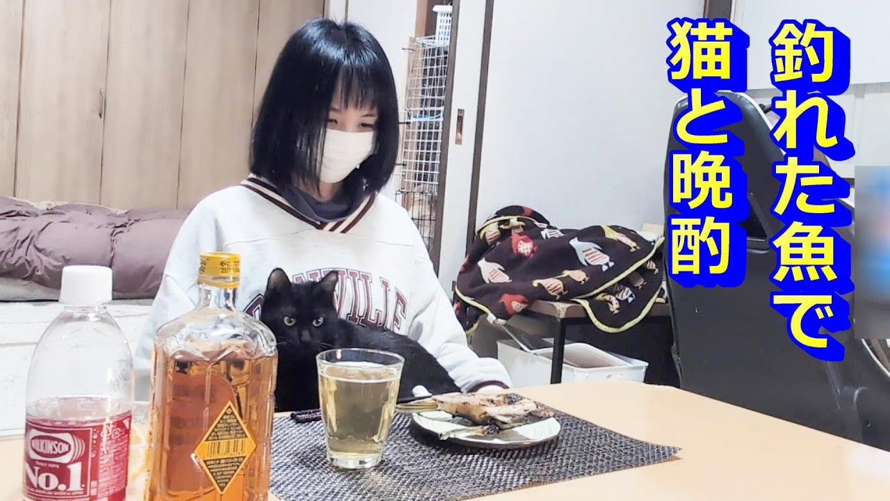 猫と晩酌！ハイボールと人間を引きずる大型犬！
