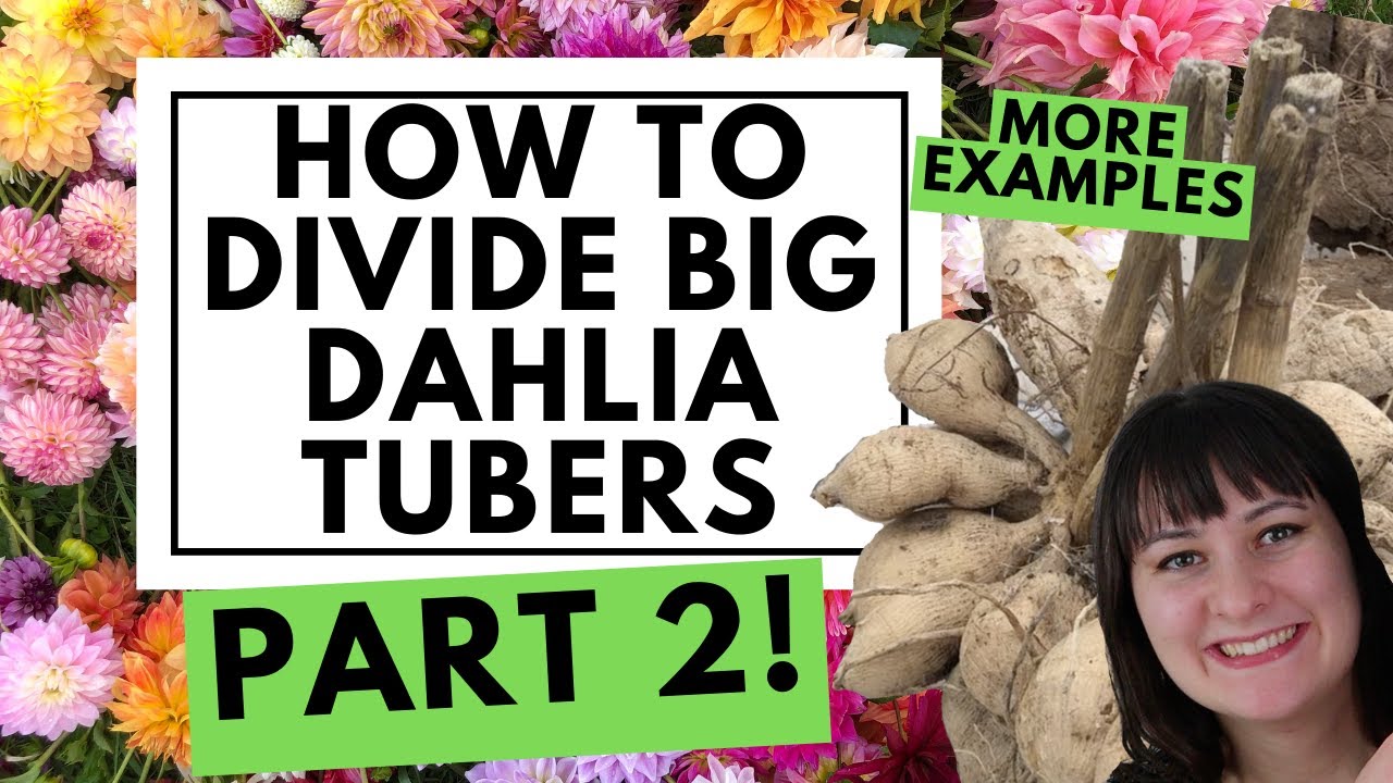 Как разделить крупные клубни георгинов — ещё 3 примера! (Более медленный процесс и более подробно) 💐