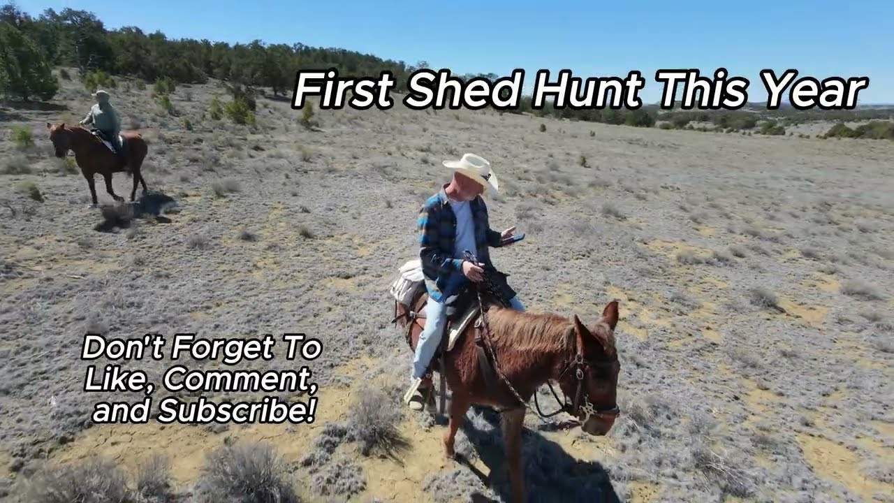 The Search for Brown Gold, Elk Sheds: Cebolla Wilderness Mule & Horse Ride 🦌✨