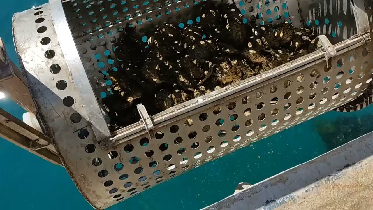 Mali Ston Oyster farming