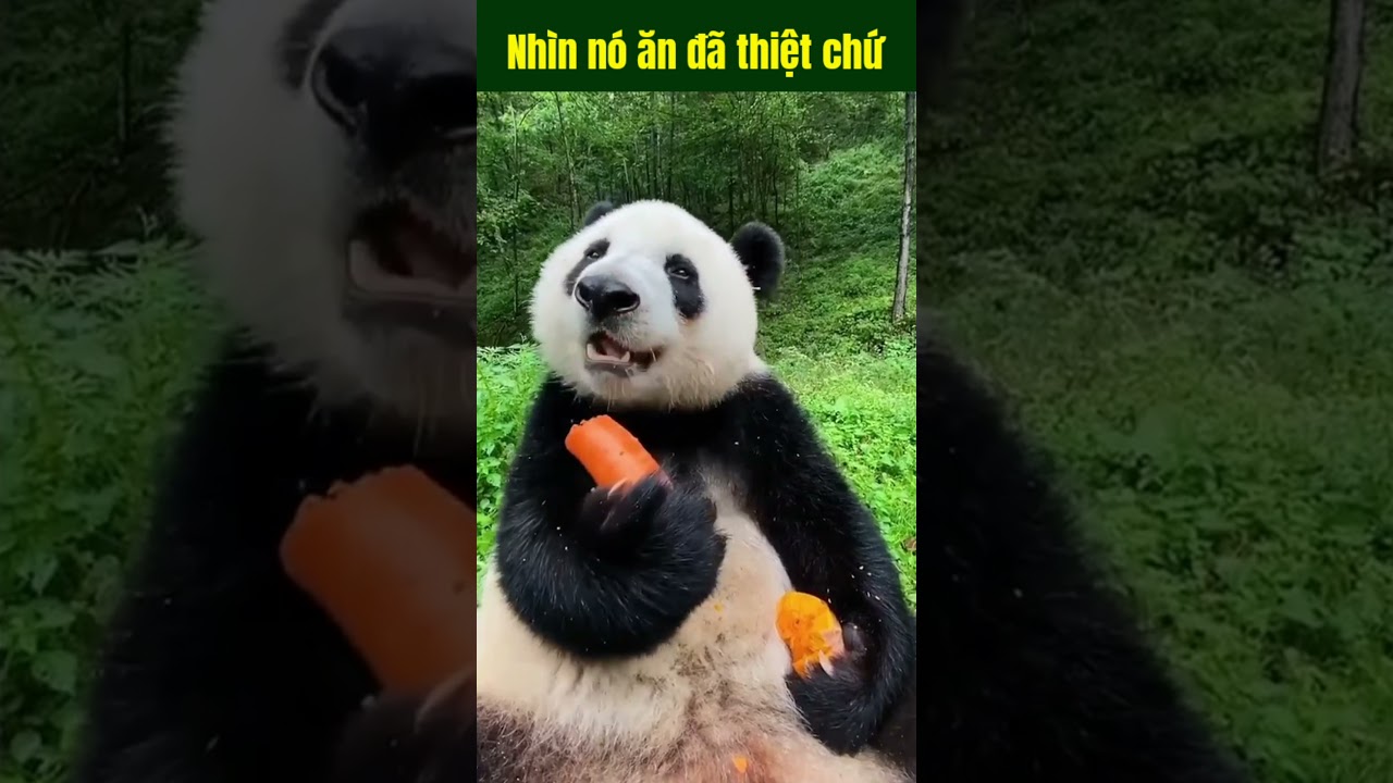 Nhìn nó ăn đã thiệt sự 