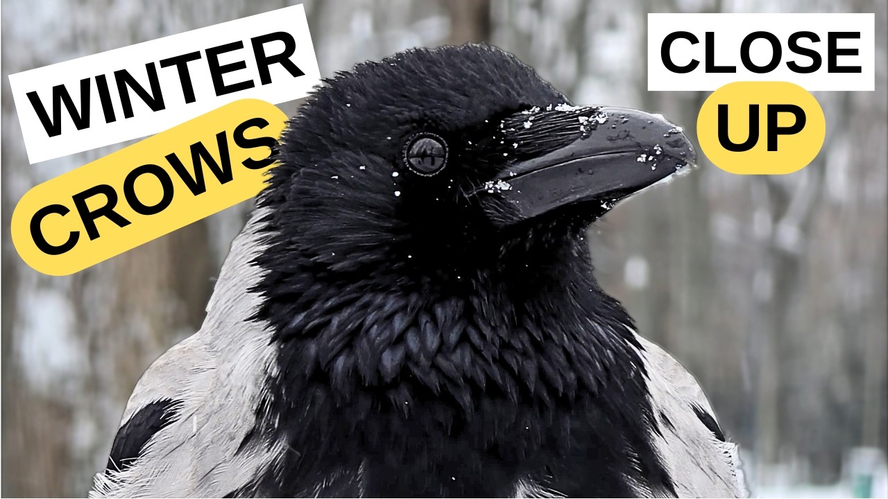 Winter Crow Portraits in City Parks | Calm Urban Bird Observation