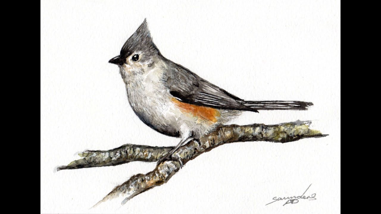 Tufted Titmouse 🎨Bird Watercolour Painting 🎨Bird watercolour Time Lapse